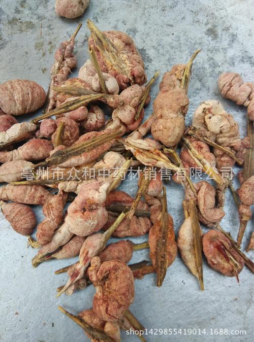 菌竹黄 淡竹黄 茵竹王 茵竺黄 治风湿关节炎竹花 竹黄/苦竹
