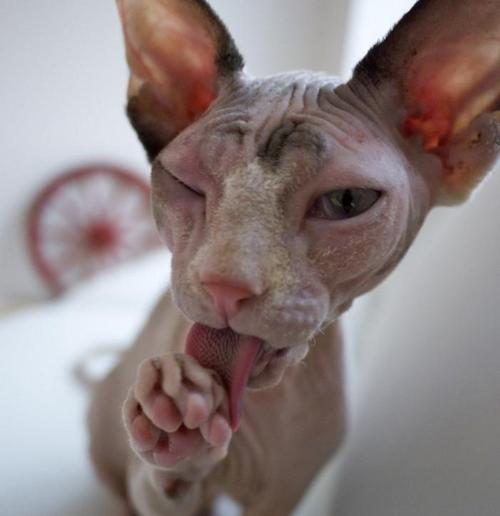 一只长的最像怪物的猫,巨丑无比,有人却爱它如命!
