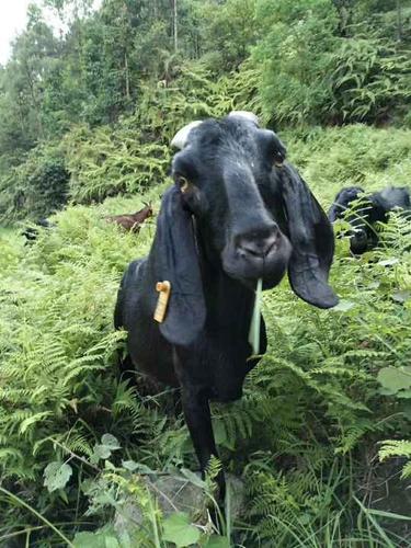 新疆吐鲁番有卖大耳朵黑山羊