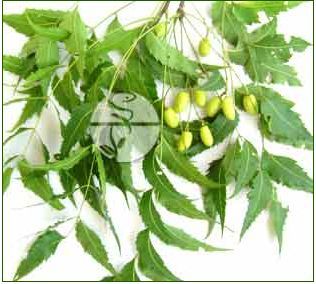 转载:感受印度之草药(2)——印度楝树(neem)