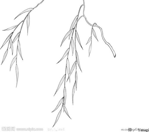 这一副柳树枝叶可以吗? 可以给个好评,喵!谢谢.