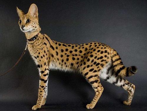 知识| 豹猫科普贴