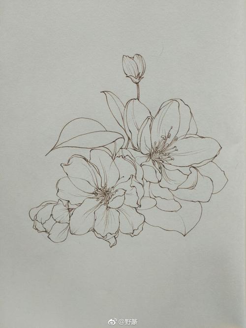 垂丝海棠~线稿~(作者: 野篆-手绘插画教程