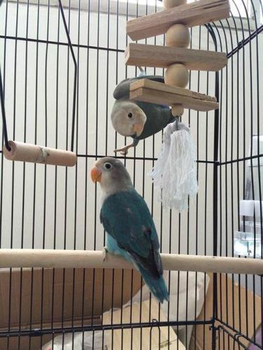 牡丹鹦鹉金桃紫罗兰