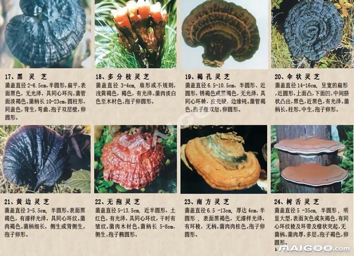 【灵芝图片及种类】野生灵芝种类图片大全一览 野生灵芝和人工灵芝的