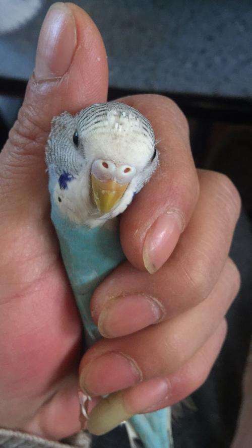 懂的帮忙看一下这两只虎皮鹦鹉的公母和年龄,谢谢