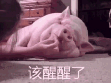 黄夏温套路表情包|懒猪,起床了