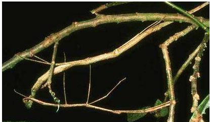 拟态本领十分高超,几乎可以乱真,所以名为竹节虫