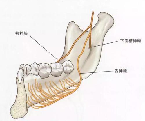 解剖学知识点磨牙后区切口及舌神经解剖
