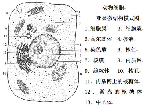 高中生物动植物细胞模式图及细胞结构的比较