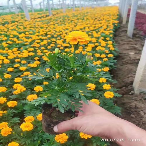 孔雀草价格批发直销 大花孔雀草孔雀草花海