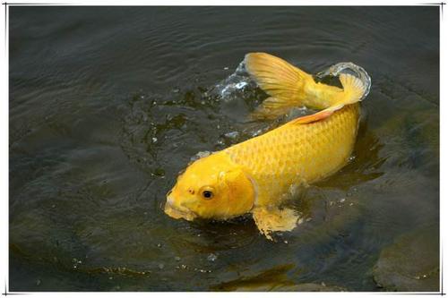 黄金锦鲤