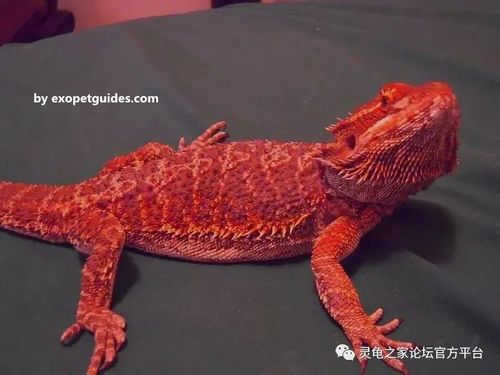 鬃狮蜥最出名的基因品系盘点