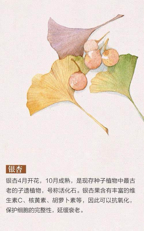 银杏(源自乐活良品杂志)银杏树又名白果树,生长较慢,寿命极长,自然