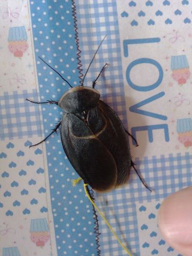 请问这是蟑螂还是雄土鳖,还是其他生物? 谢谢谢谢!