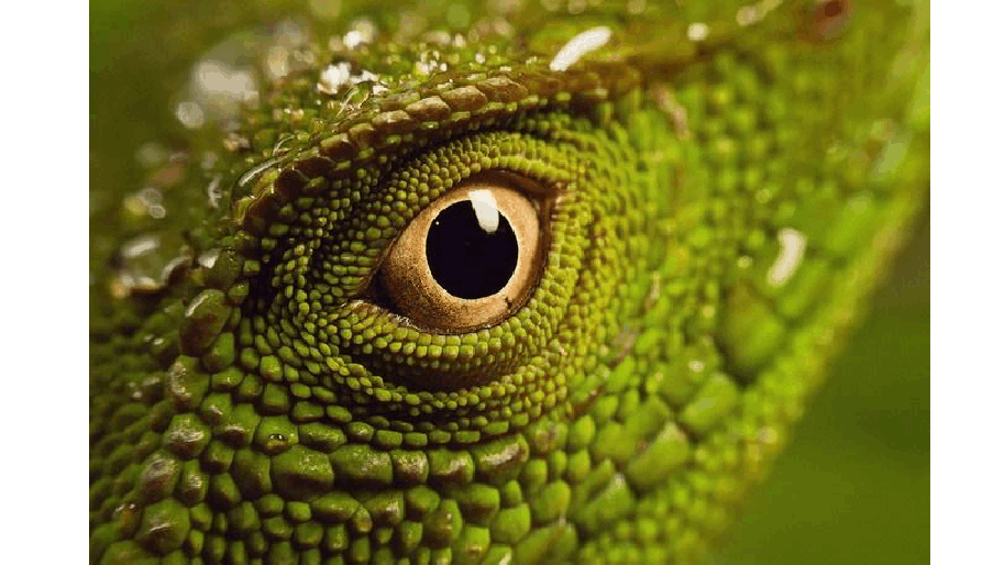 一种学名"enyaliusiheringii"的巴西蜥蜴的眼睛,又大又圆的瞳孔与绿色