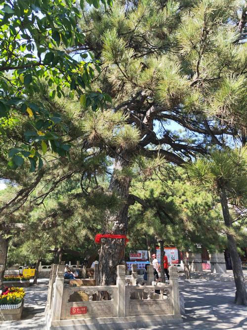 秋游《潭柘寺》
