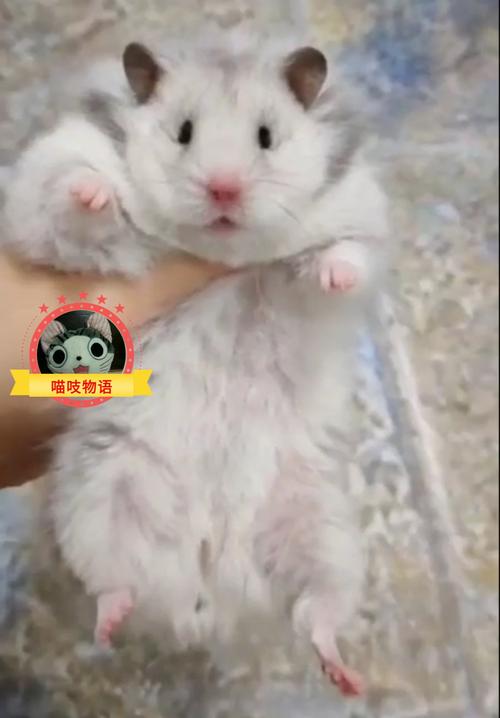 家养稀有金丝宠物长毛纯银银熊白熊金丝熊活物毛绒布艺类玩具