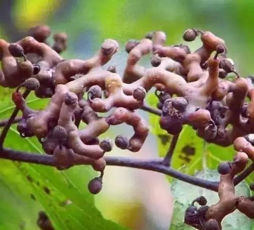 拐枣又名鸡爪树,万字果,万寿果,含蛋白质