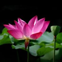 佛教莲花微信头像