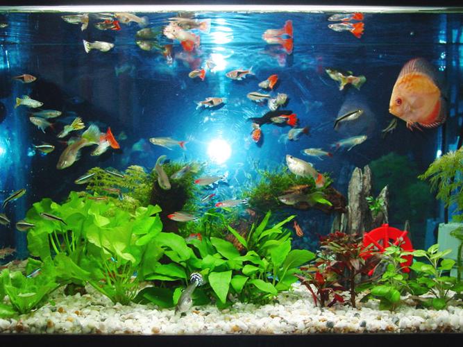  p>水族箱用来饲养热带鱼或者金鱼的玻璃器具,起到观赏的作用.