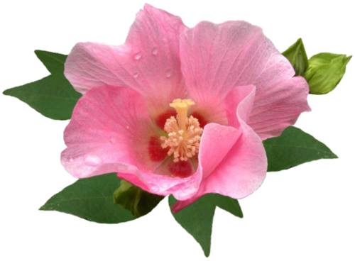 【ps免抠素材】※※※※史上最全的花类p.