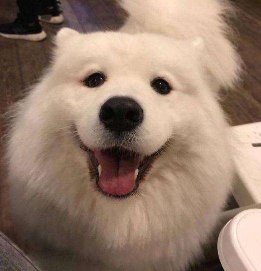 黑色狗狗vs白色狗狗,你会选择谁?