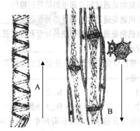 所组成,应为导管;b为一种含有细胞质的活细胞构成的管状结构,应为筛管