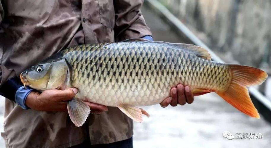 这些鱼类,在玉溪找到了一种新"活法"!_鲤鱼