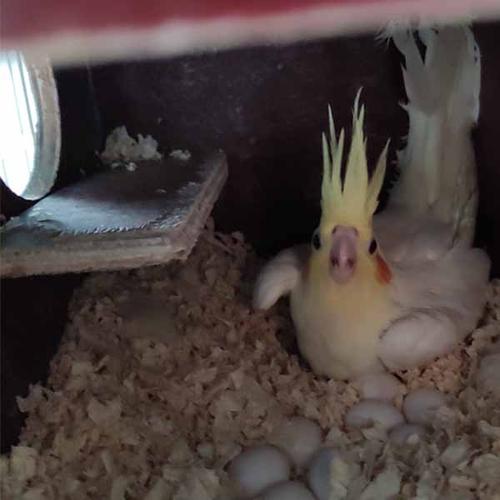 卉林养殖创业好项目图玄凤鹦鹉怎么养枣庄玄凤鹦鹉