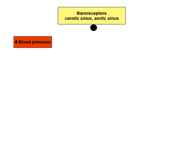 vasoactive centre constantly regulates the sympathetic tone