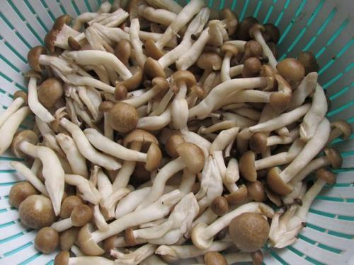 它被称"益智菇",味道鲜美营养高,比吃大鱼大肉好,孩子要多吃!