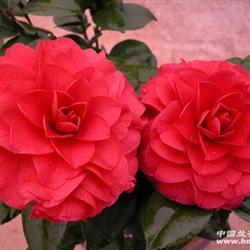 茶花贝拉大玫瑰22公分0起拍