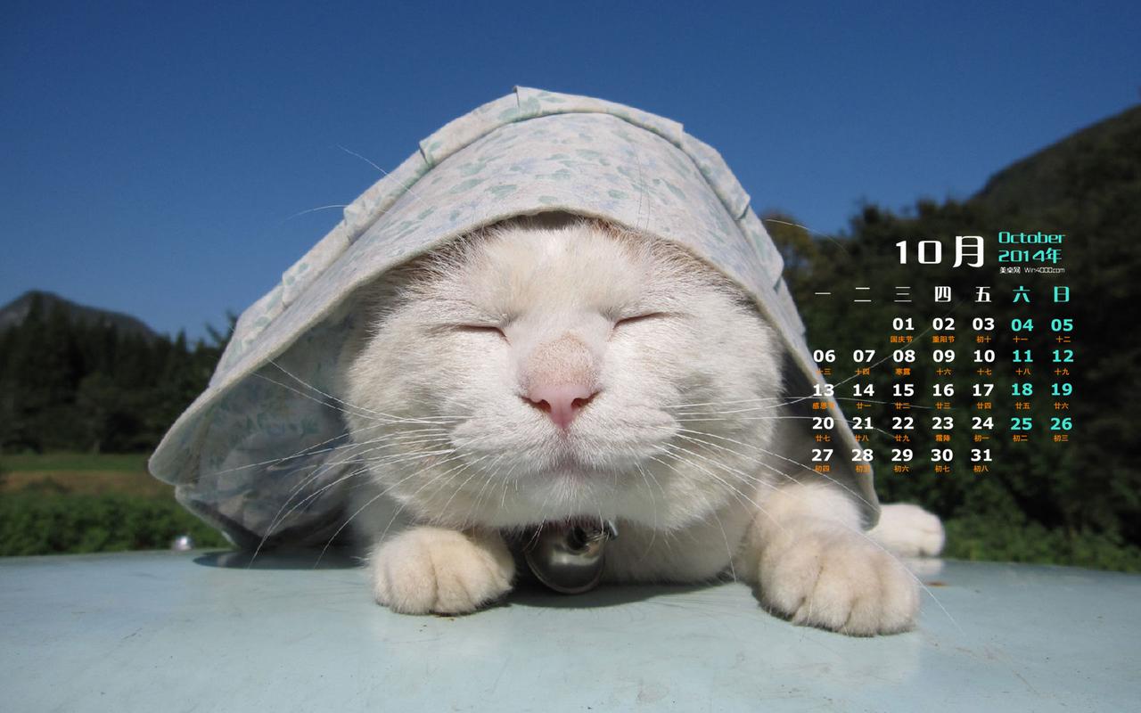 2014年10月日历桌面壁纸可爱的卖萌小猫搞笑图片