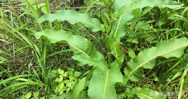 酸模又名土大黄农村人当野菜吃却不知它还是很好的药材