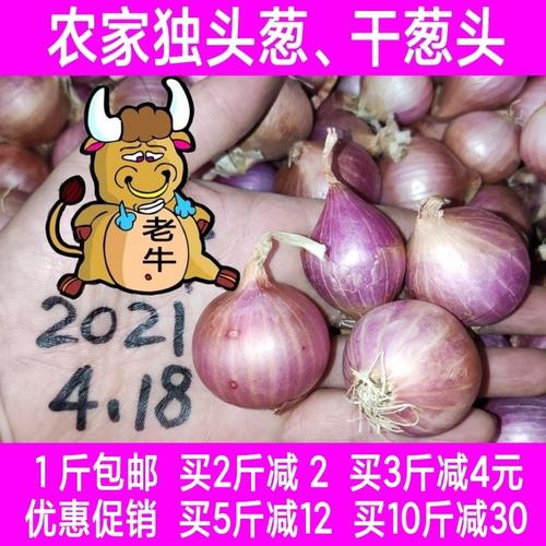 1斤包邮新鲜红葱头广东独头葱干葱头小洋葱小葱炸葱油