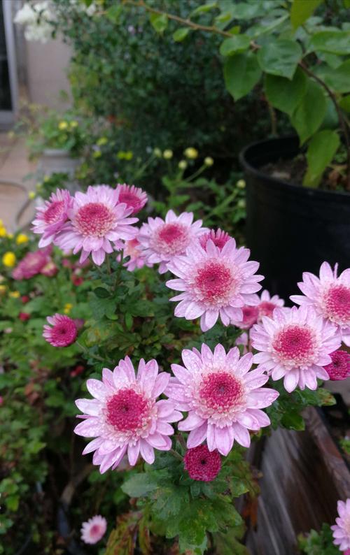 最喜欢的小米菊品种