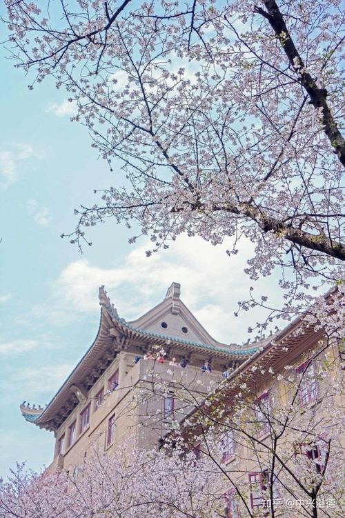武汉大学樱花-2