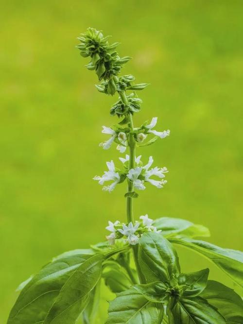 罗勒圣罗勒甜罗勒和河南荆芥到底什么关系