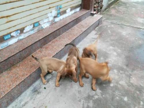 3个月的土佐犬1000元(公母均有)