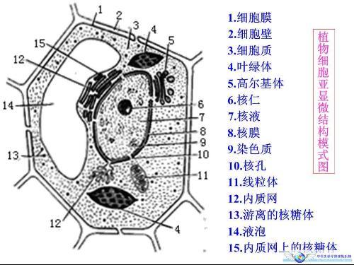 《细胞的多样性和统一性》知识点归纳