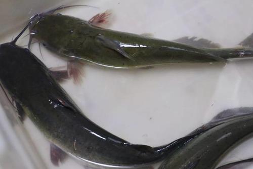 紧急提醒:清江鱼,胖头鱼都被检出大问题,去这两家店要