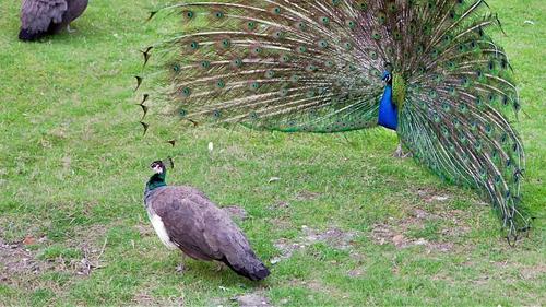 孔雀先生有着华丽的尾羽,还能开屏;孔雀小姐的羽毛灰扑扑的,看起来一