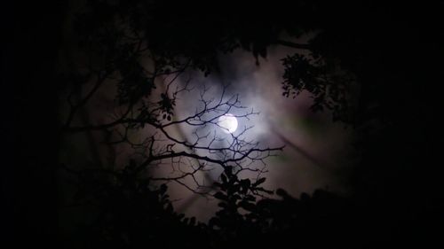 夜晚森林树林树叶夜空月亮夜色月色