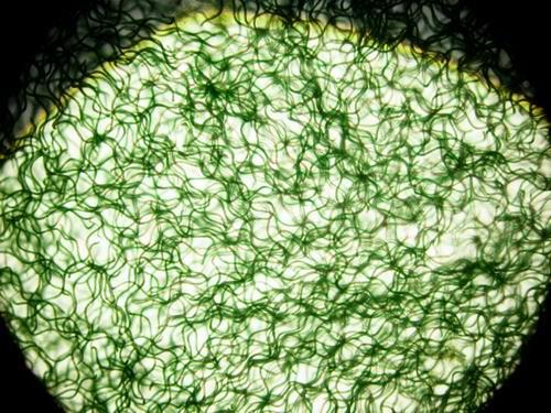 哪些食物含有优质蛋白,螺旋藻最好的天然蛋白质类食品