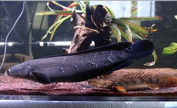 好帅啊.就是不知道名字,不是铅笔鱼啊.谢谢啊