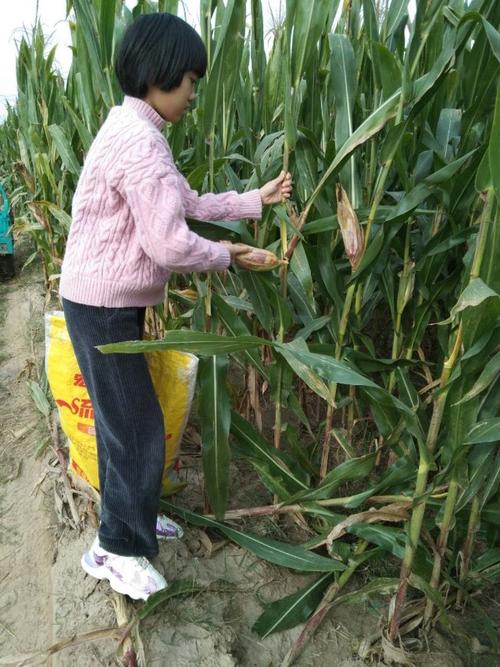收玉米