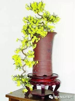 迎春花盆景的养殖以及养护方法