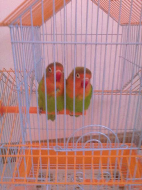 这牡丹鹦鹉怎么分公母