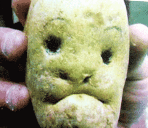 幽默搞笑土豆照片,让你笑必露齿.